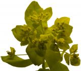 Euphorbia epithymoides