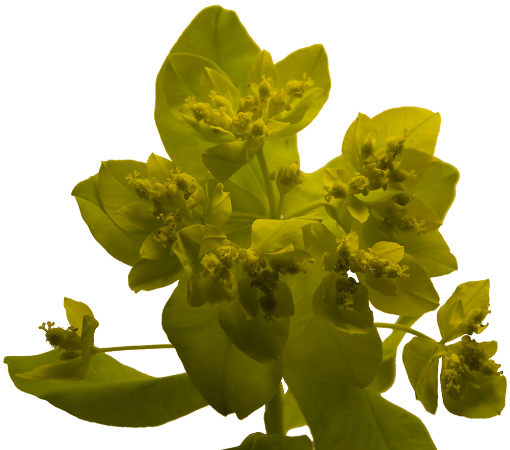 Image of Euphorbia epithymoides specimen.