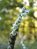 Spiranthes spiralis