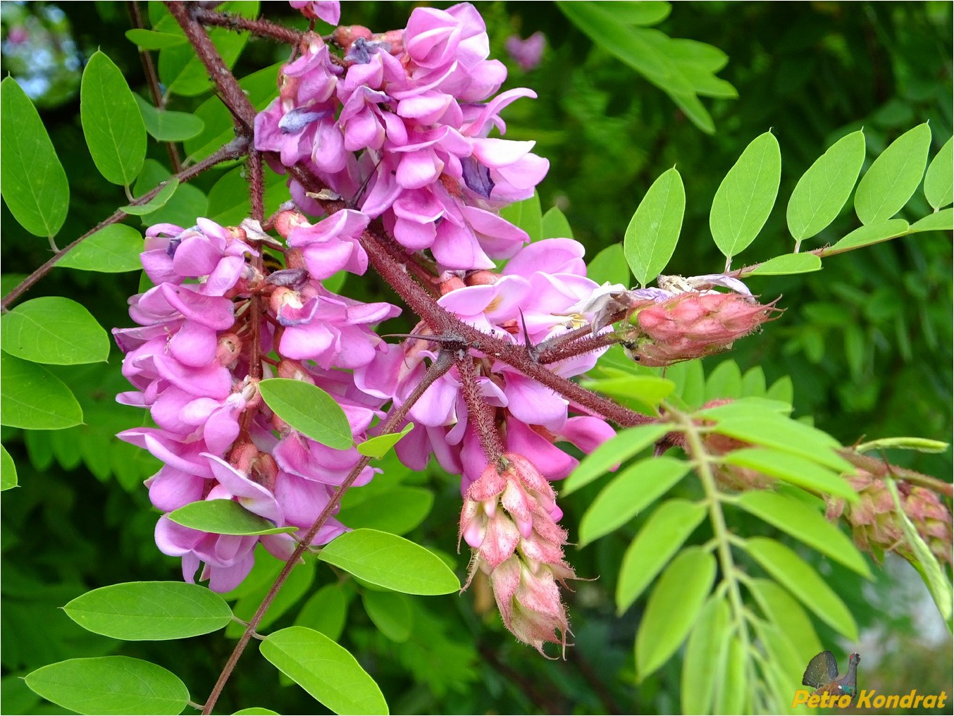 Image of Robinia &times; longiloba specimen.