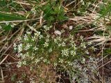 Minuartia biflora