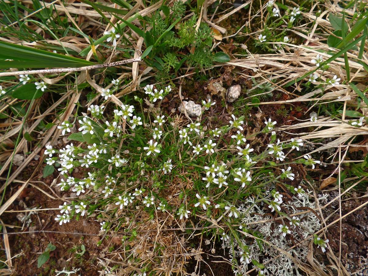 Изображение особи Minuartia biflora.