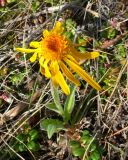 Tephroseris pseudoaurantiaca. Цветущее растение. Чукотка, Билибинский р-н, окр. г. Билибино, сопка \"Орбита\", щебнистый частично задернованный водораздельный участок. 07.07.2018.