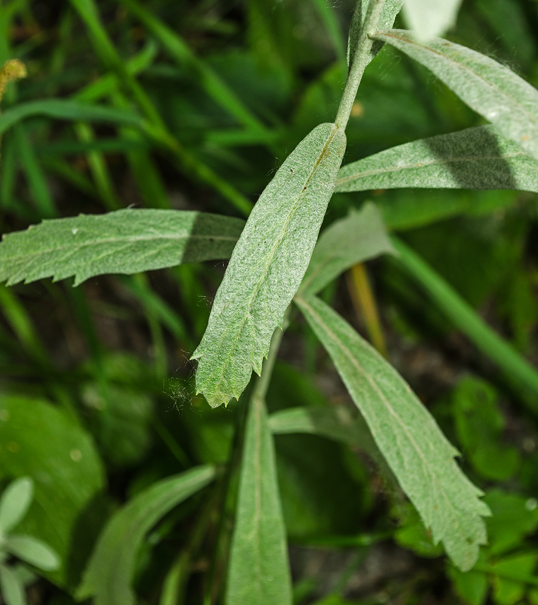 Изображение особи Artemisia ludoviciana.