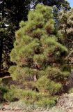 Pinus pallasiana