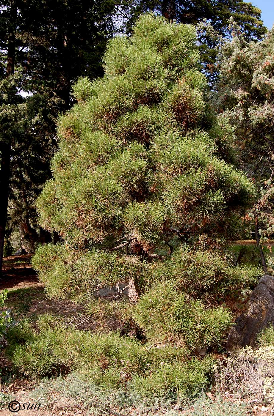 Image of Pinus pallasiana specimen.