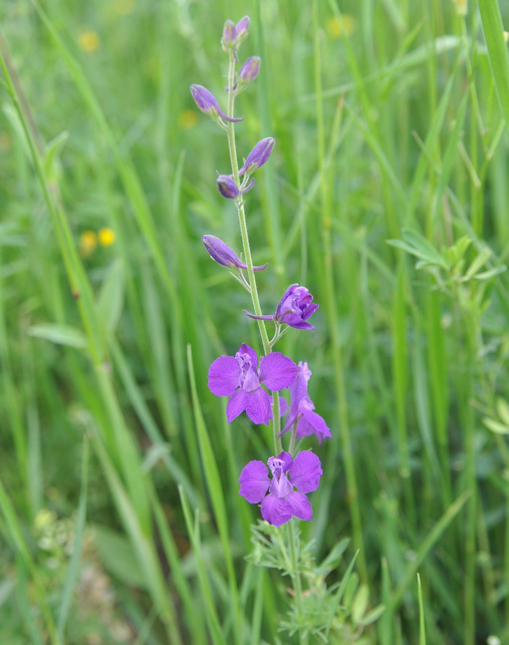 Изображение особи Delphinium hispanicum.