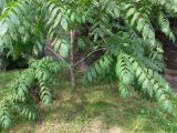 Juglans mandshurica. Нижняя часть дерева. Красноярский край, г. Красноярск. 15.08.2018.