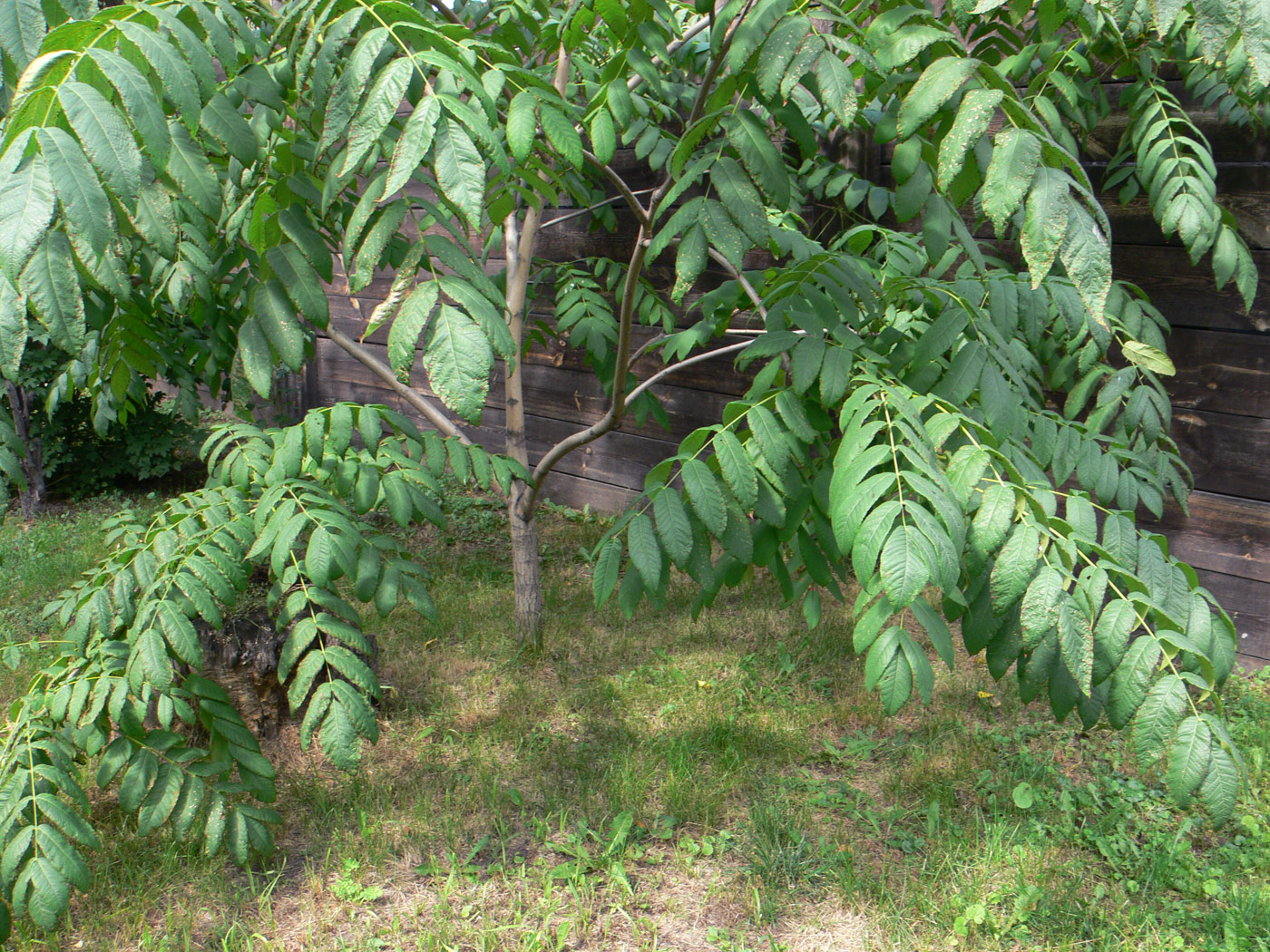 Изображение особи Juglans mandshurica.