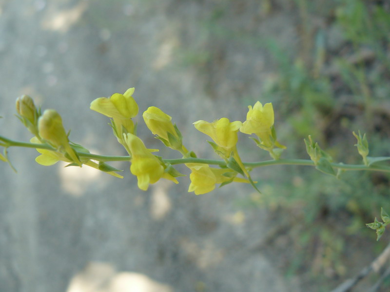 Изображение особи Linaria syspirensis.