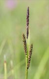 Image of taxon representative. Author is Мария Новикова