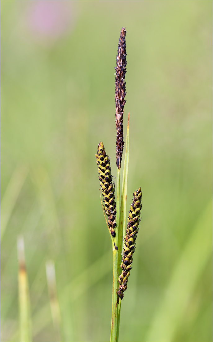 Изображение особи род Carex.