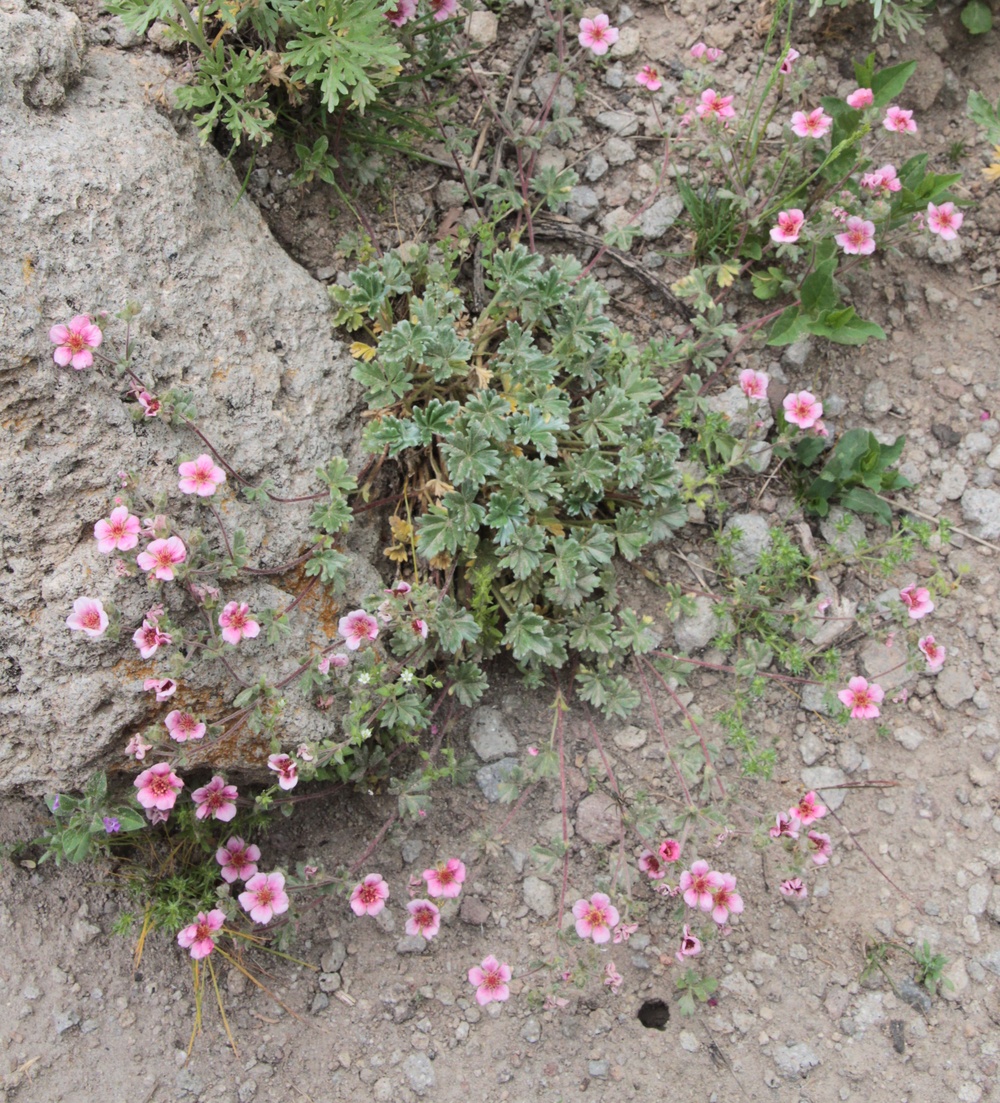 Изображение особи Potentilla cryptophila.