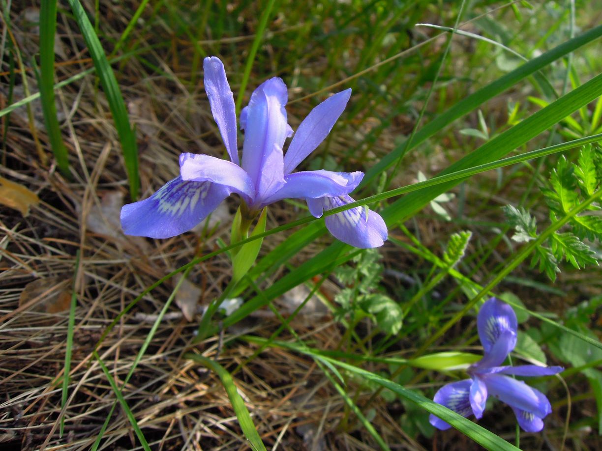 Изображение особи Iris ruthenica.