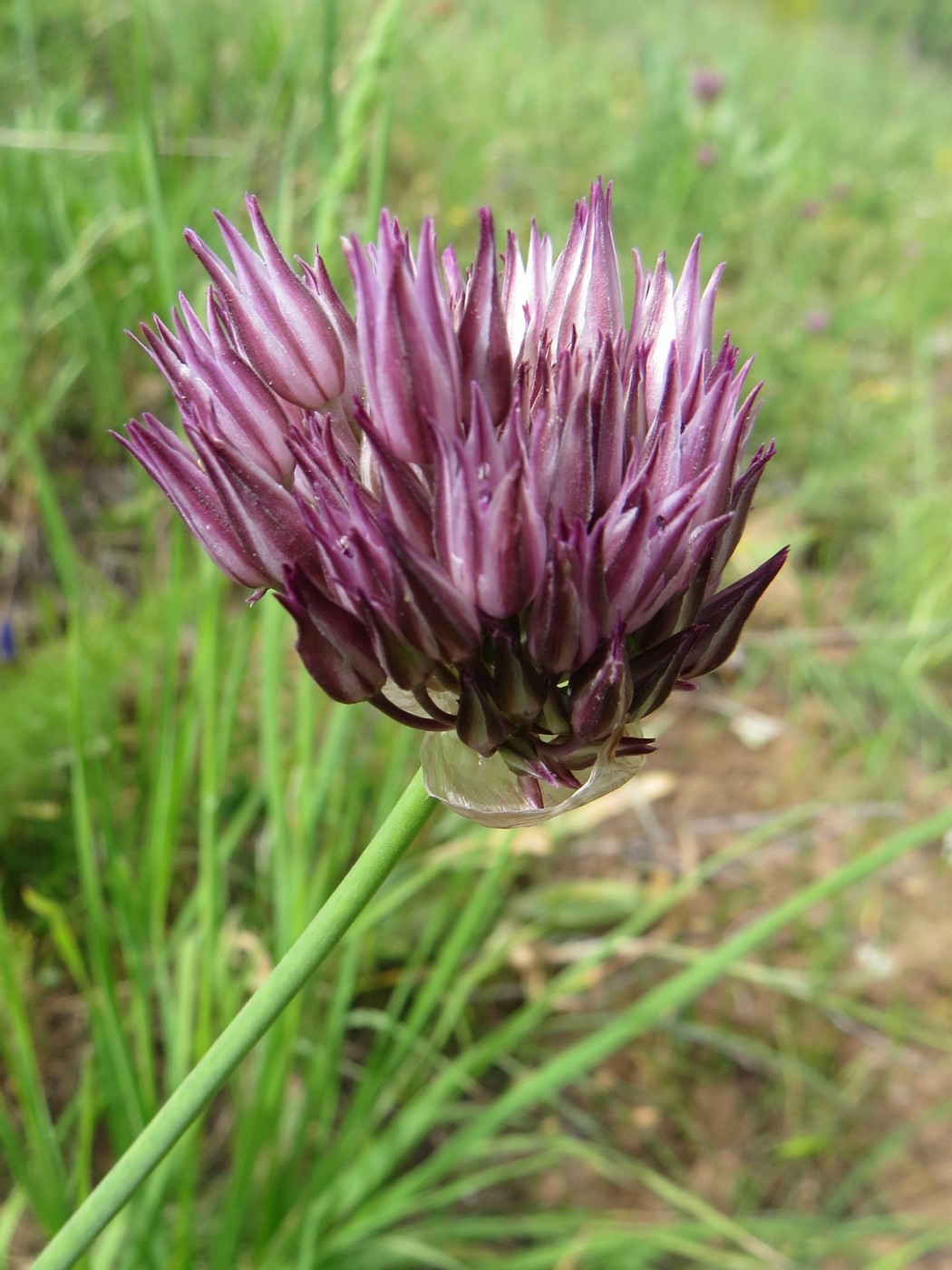 Image of Allium sordidiflorum specimen.