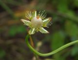 Parnassia palustris. Незрелый плод. Магаданская обл., окр. г. Магадан, ост. \"Аммональная\", разнотравная поляна. 06.08.2014.