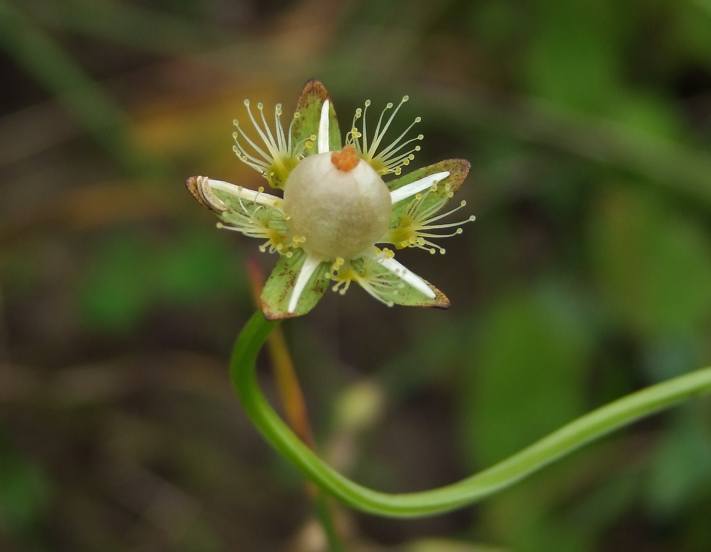 Image of Parnassia palustris specimen.