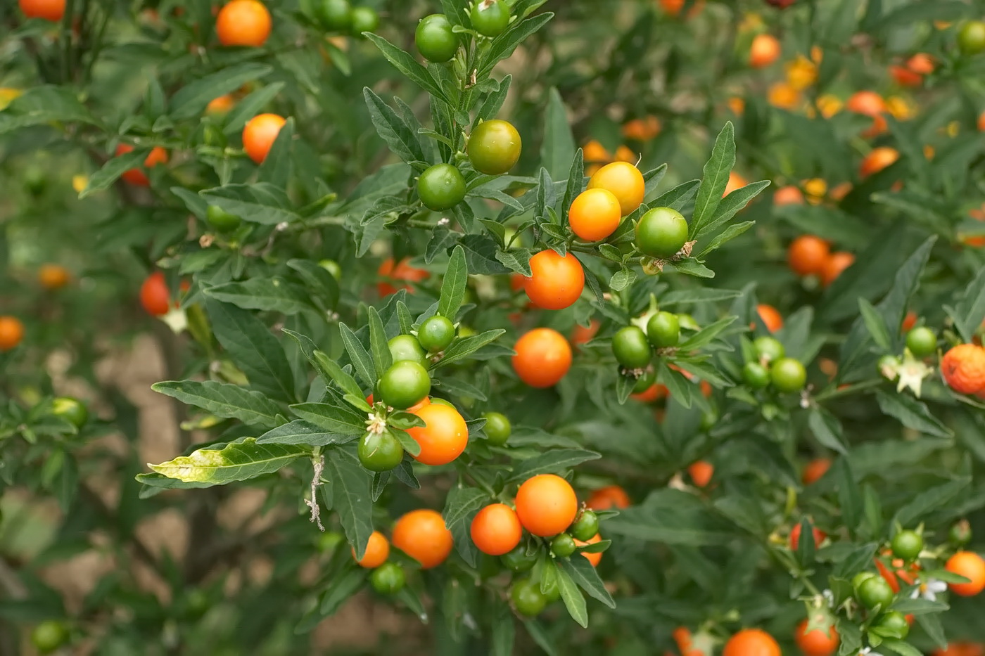 Изображение особи Solanum pseudocapsicum.