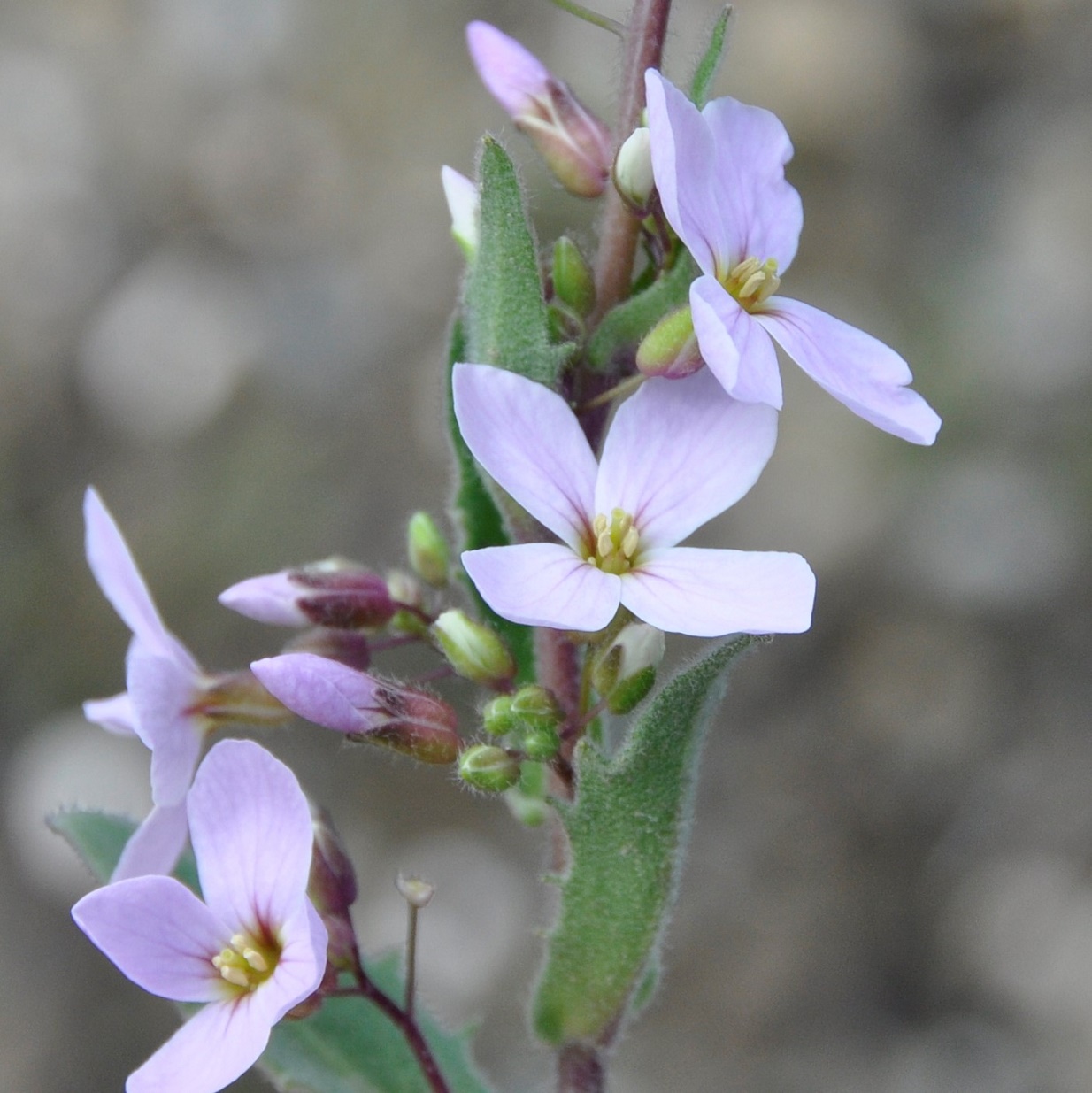 Изображение особи Arabis purpurea.