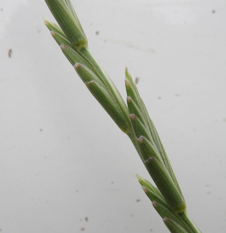 Image of Elytrigia obtusiflora specimen.