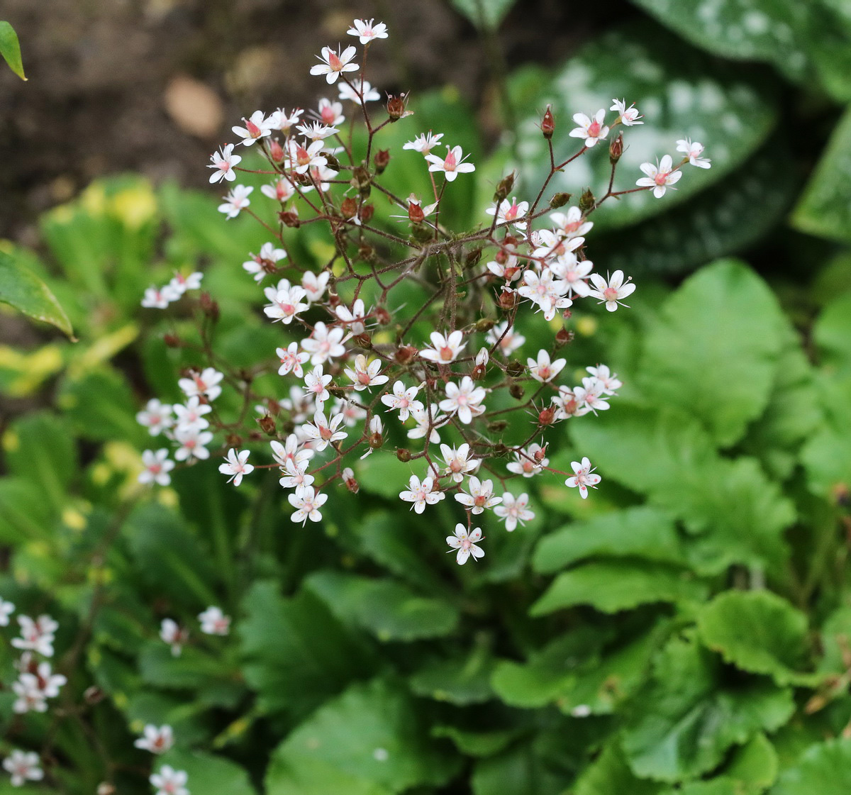 Image of Saxifraga umbrosa specimen.