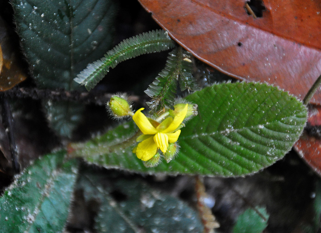 Image of Acrotrema costatum specimen.