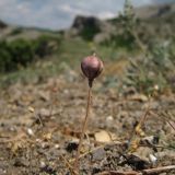 Tulipa biflora