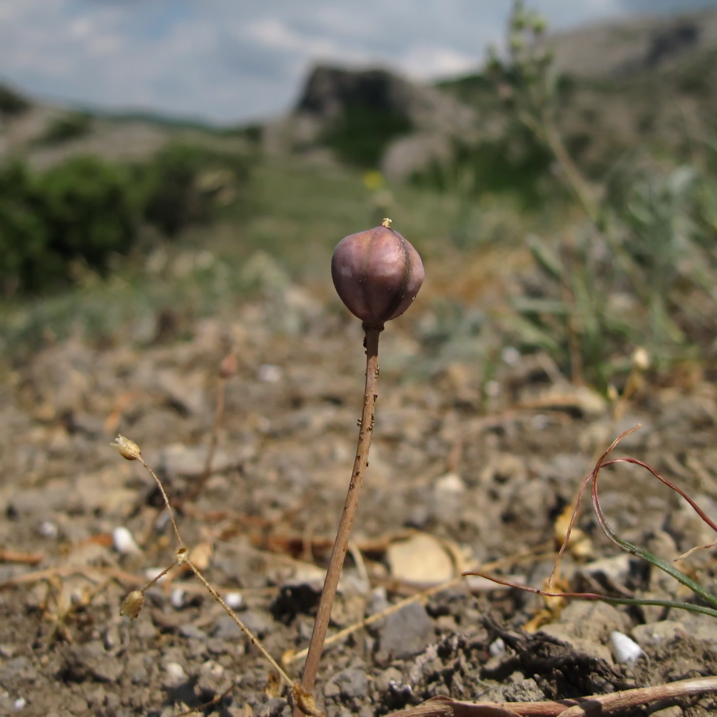 Изображение особи Tulipa biflora.