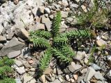 Pseudosedum karatavicum