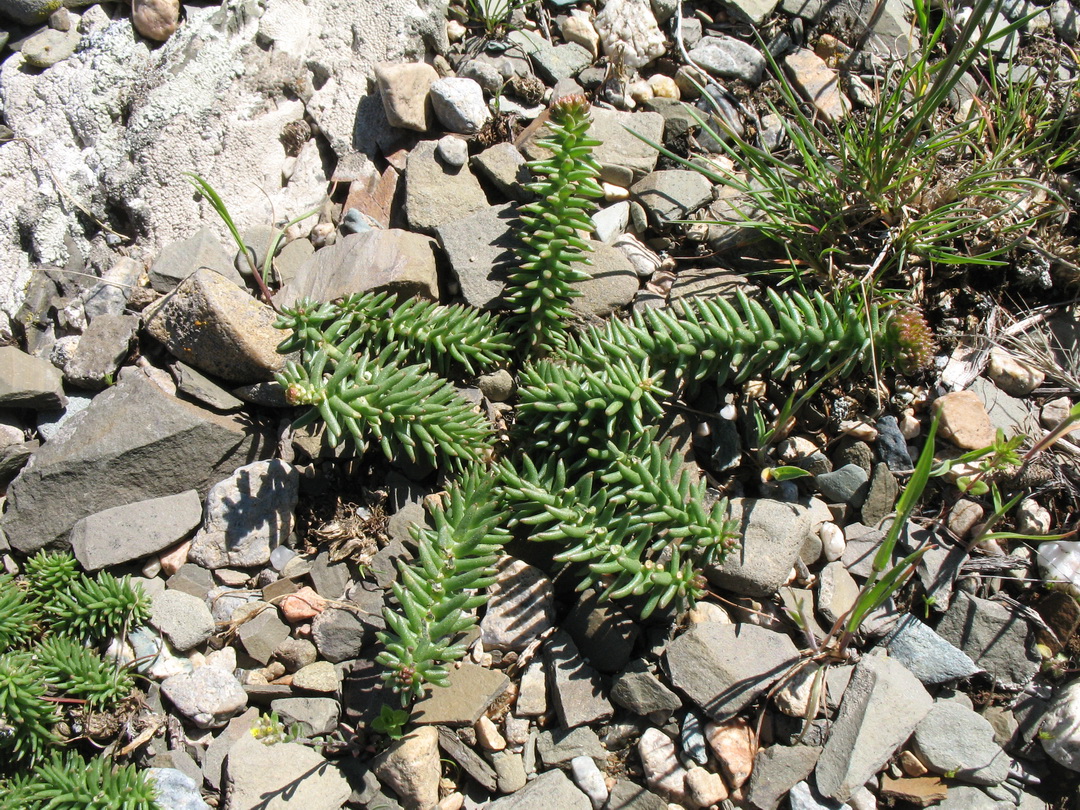 Изображение особи Pseudosedum karatavicum.