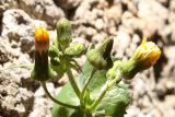 Sonchus oleraceus