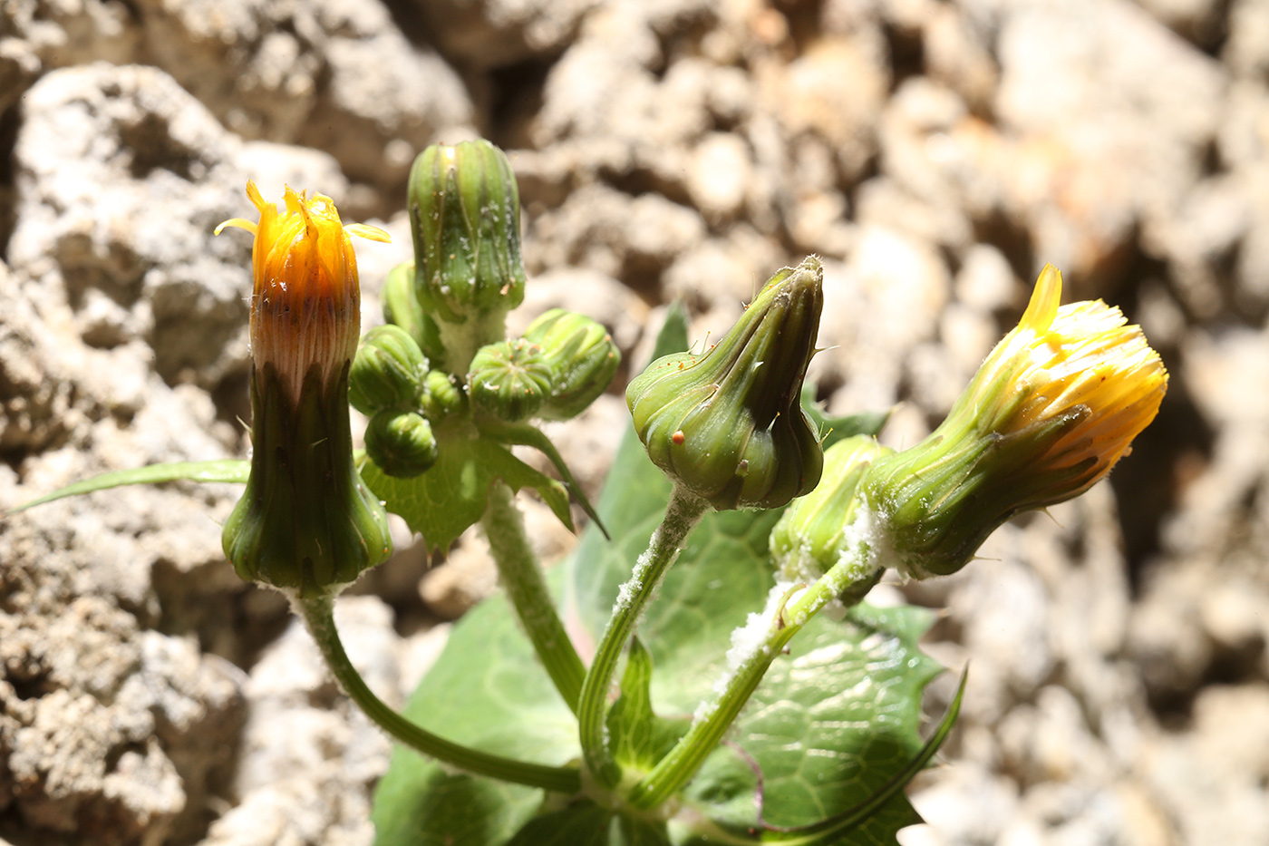 Изображение особи Sonchus oleraceus.