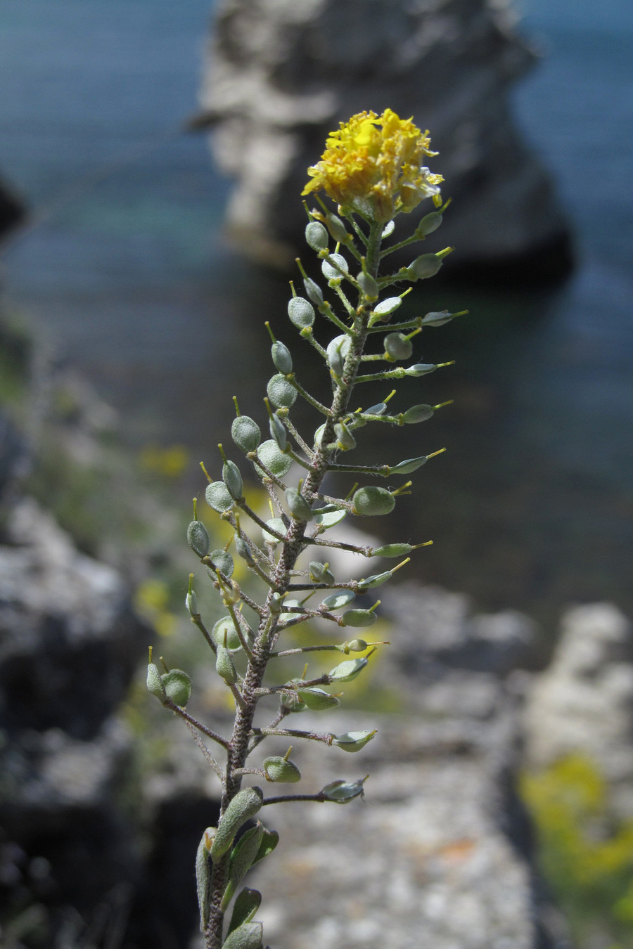 Изображение особи Alyssum kotovii.