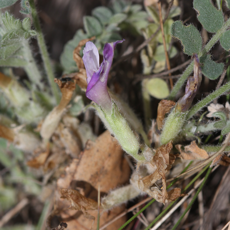 Изображение особи Astragalus testiculatus.