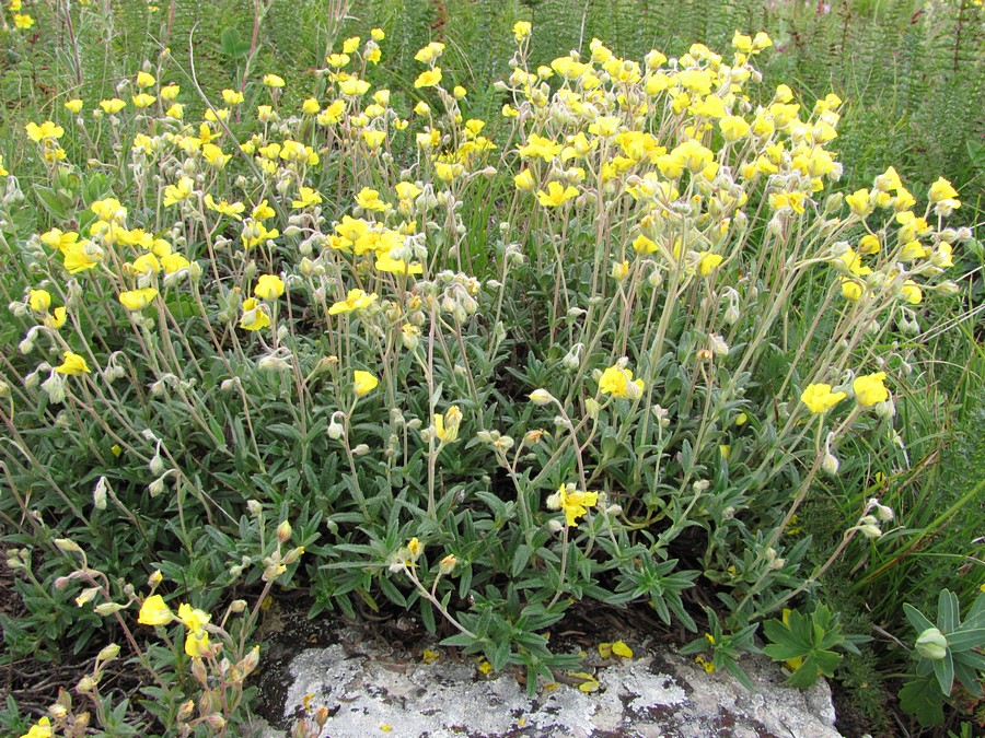 Изображение особи Helianthemum orientale.