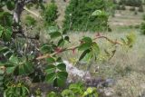 Rosa turcica. Веточка с листьями. Крым, Севастополь, окр. Сарандинакиной балки, степь. 26.05.2019.