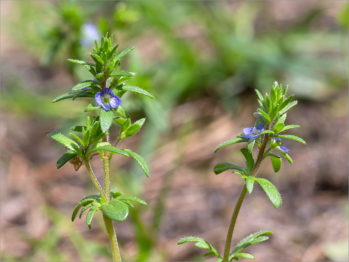 Image of Veronica verna specimen.