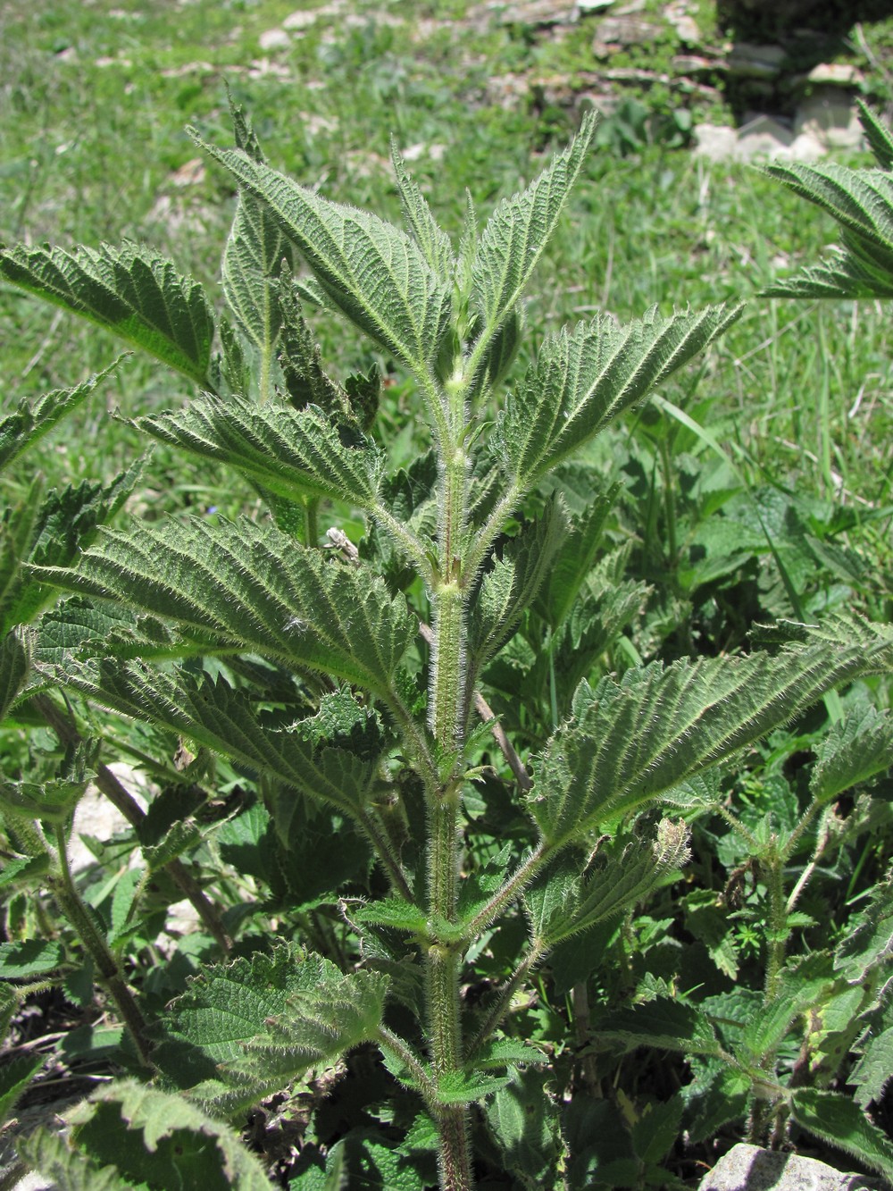 Image of Urtica dioica specimen.