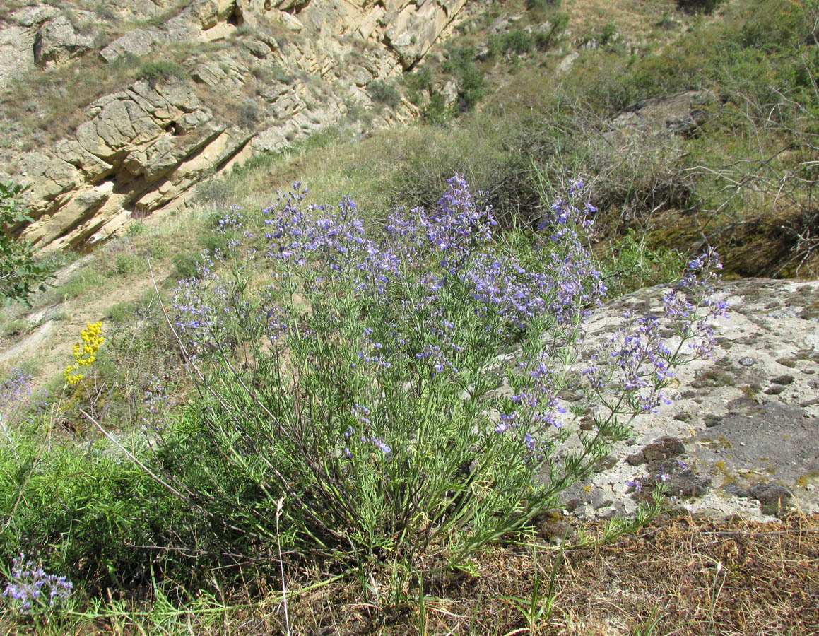 Изображение особи Teucrium orientale.