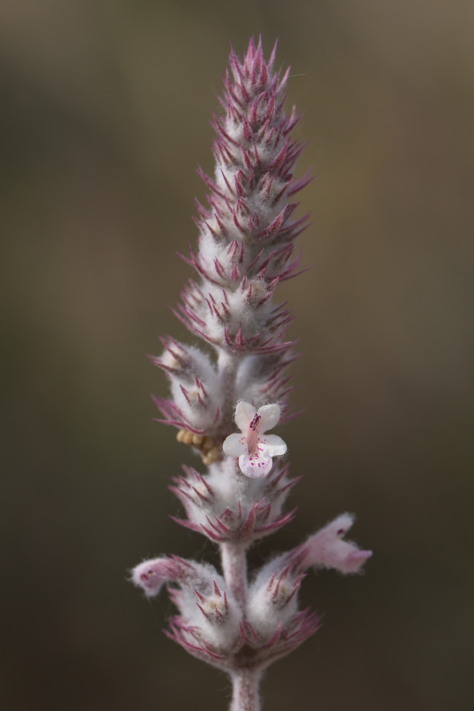 Изображение особи Nepeta olgae.