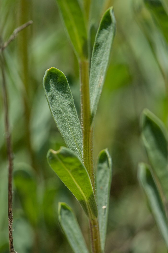 Image of Linum czernjajevii specimen.