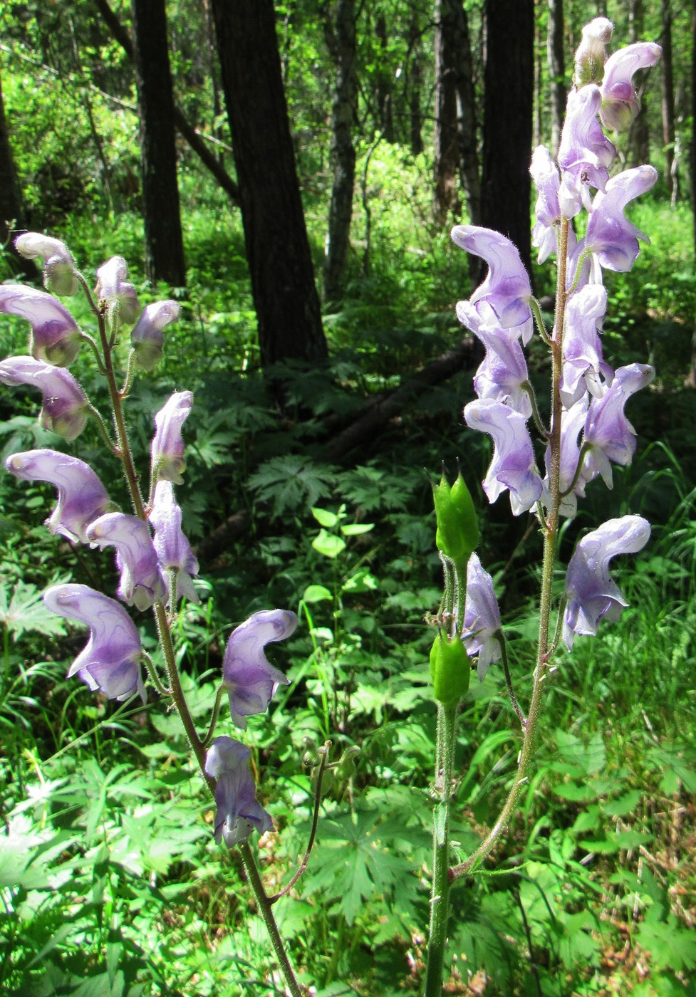 Изображение особи Aconitum septentrionale.