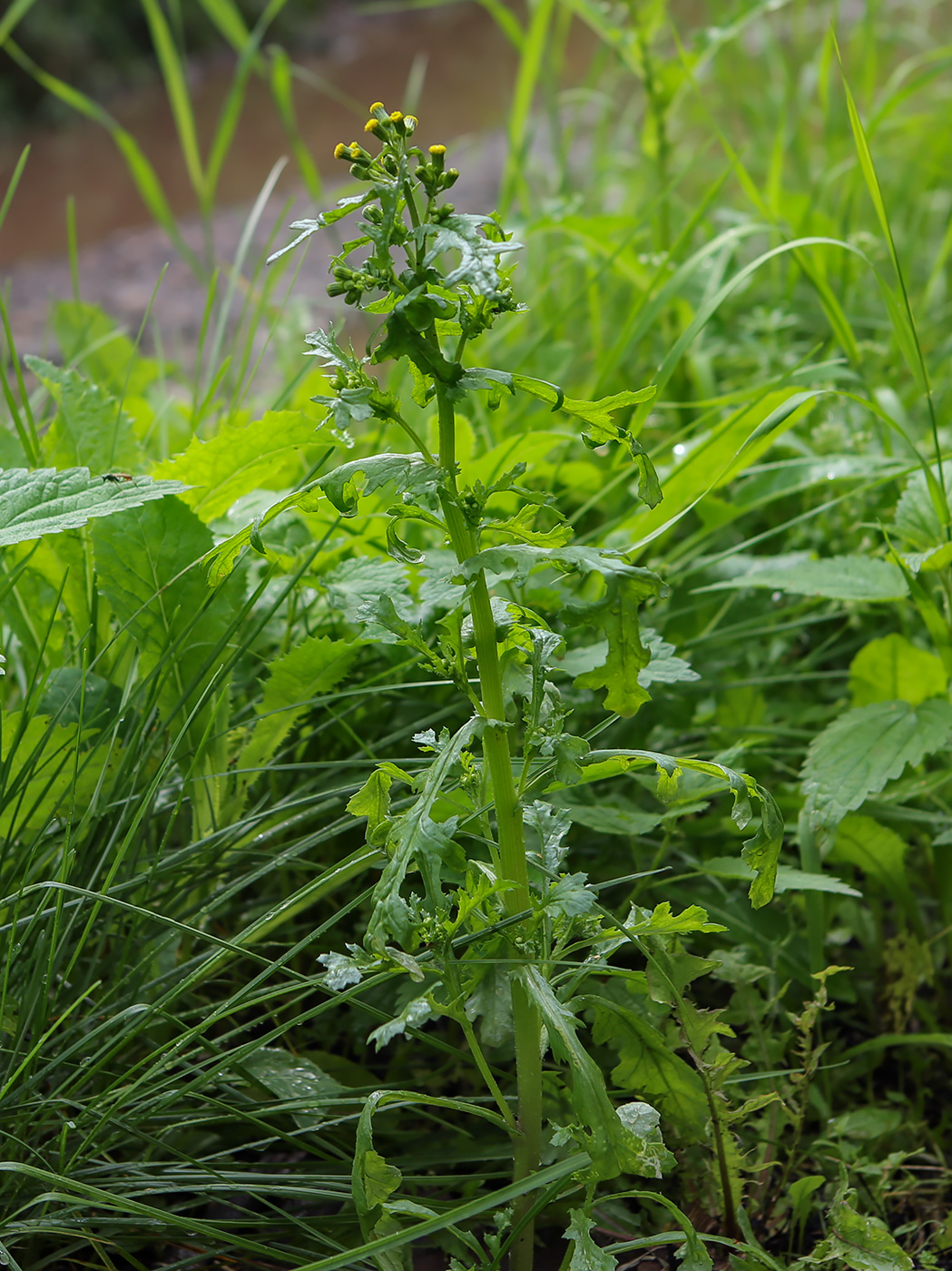 Изображение особи Senecio vulgaris.