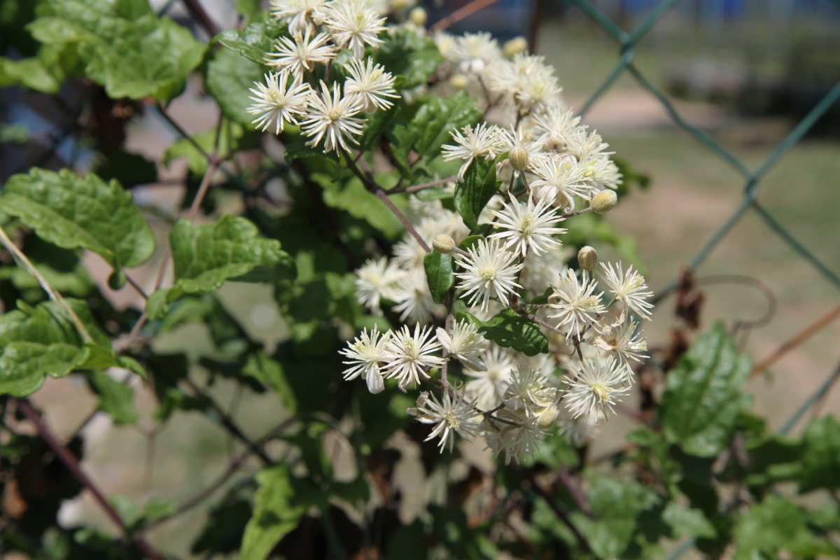 Изображение особи Clematis vitalba.