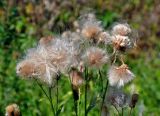 Cirsium arvense. Соплодия. Московская обл., гор. округ Озёры, окр. с. Клишино, залежь. 15.09.2019.