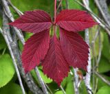 Parthenocissus quinquefolia. Лист в осенней раскраске. Московская обл., Раменский р-н, окр. дер. Хрипань, садовый участок. 24.09.2019.