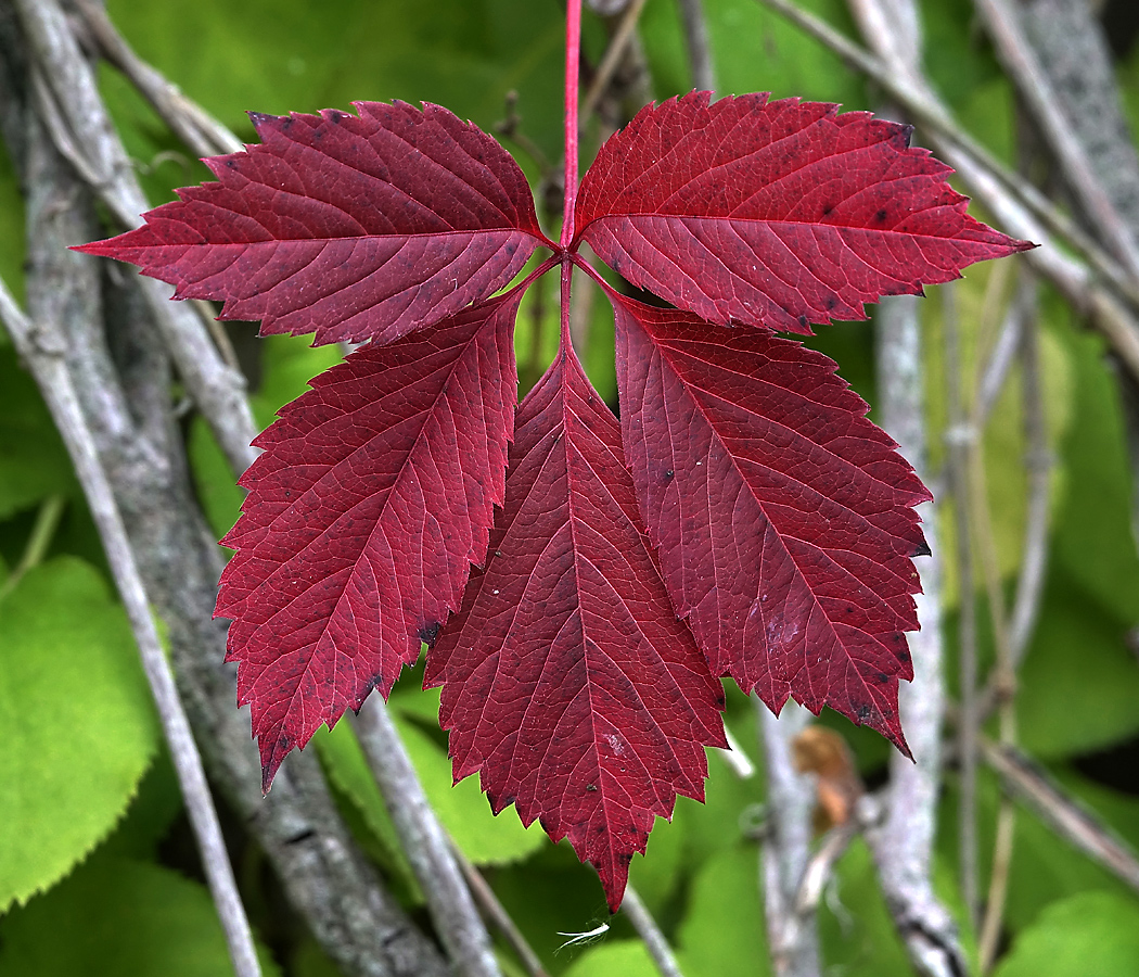 Изображение особи Parthenocissus quinquefolia.