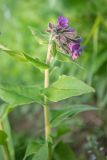 Pulmonaria mollis. Верхушка цветущего растения. Краснодарский край, Мостовский р-н, седловина у подножья горы Большой Тхач, субальпийский луг. 12.06.2019.