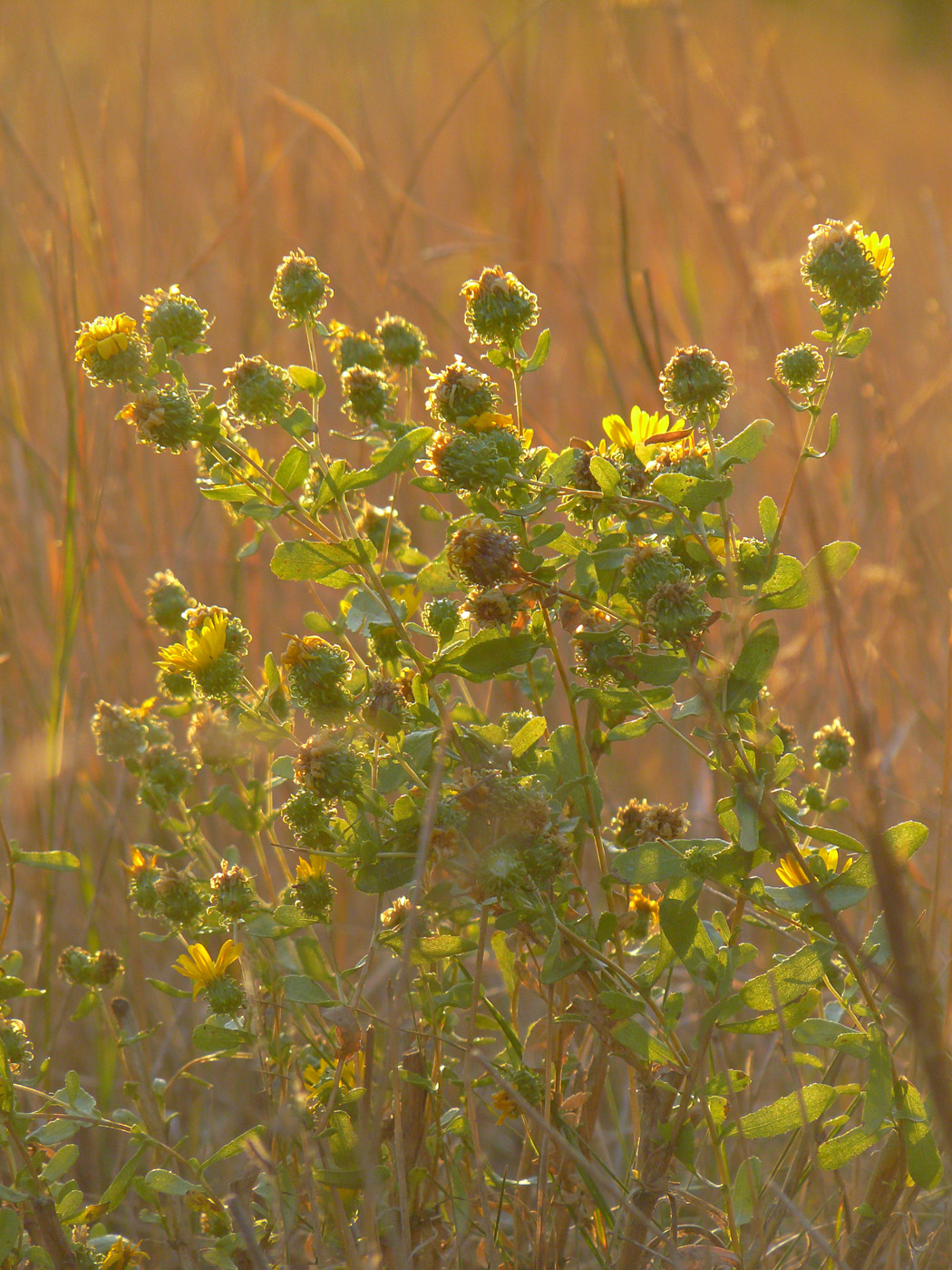 Image of Grindelia squarrosa specimen.