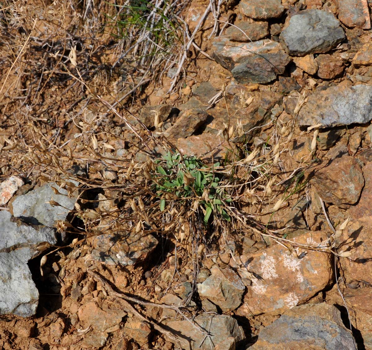 Image of genus Dianthus specimen.